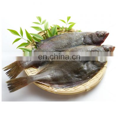 Good quality IQF frozen wr pointhead flounder fish for processing