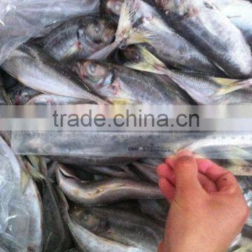 20cm+ Frozen Horse Mackerel (Trachurus Japonicus)