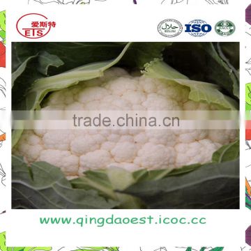 CHINESE Organic green vegetables fresh cauliflower from Shandong Province