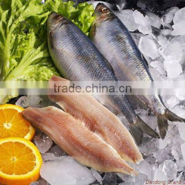 IQF herring fillet seafood