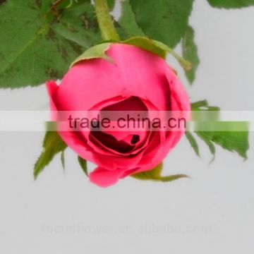 Promotional Fresh Picked Flowers Global Distribution Farms Directly Supply From China