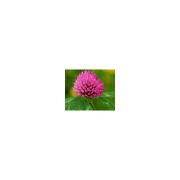 Red Clover Extract 20% Isoflavones