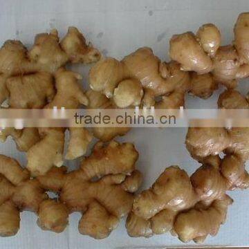 China Fresh Ginger