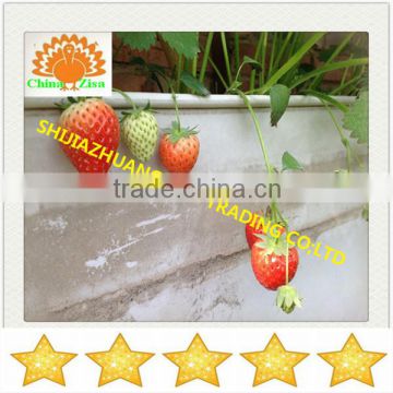 all kinds of vegetables and flower greenhouse growing tray