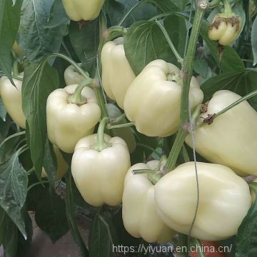 white pepper seeds sweet pepper greenhouse plant  pepper seeds no.25