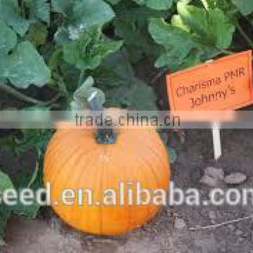 Pumpkin No.2 Chinese orange skin and flesh pumpkin seeds