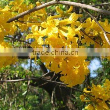 Tabebuia Chrysantha, Araguaney,Yellow Ipe