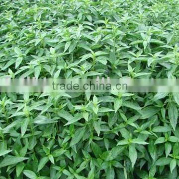 Andrographis Paniculate Extract for Pharmaceutical stuff