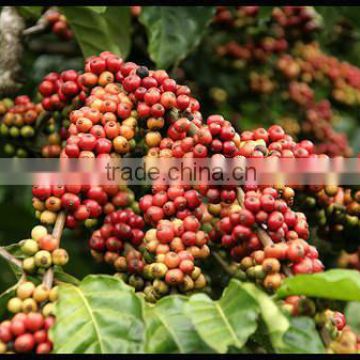 WASHED ARABICA GREEN COFFEE BEANS GRADE 1 SCREEN 18