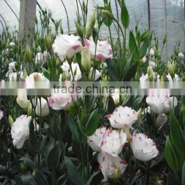 varieties of fresh flowers wholesale from the biggest flower trading center in China