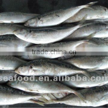 Frozen Horse Mackerel Fish (trachurus japonicus)