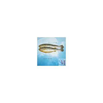 Sell Frozen Yellow Croaker (Chile)