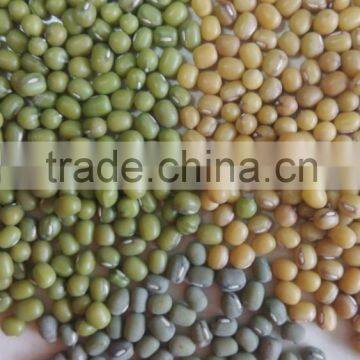 mung beans