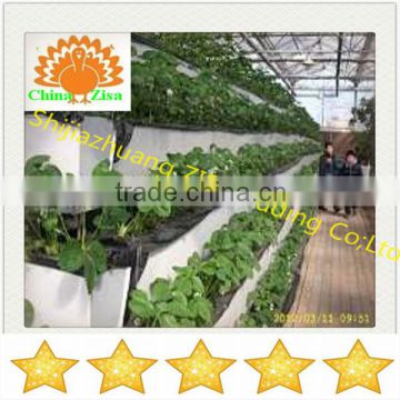 HDPE vegetables and flower greenhouse growing tray