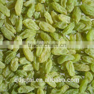 green dried raisin good quality factory price