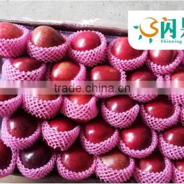 Sweet juicy fresh red delicious apple huaniu apple by wholesale juicy fresh