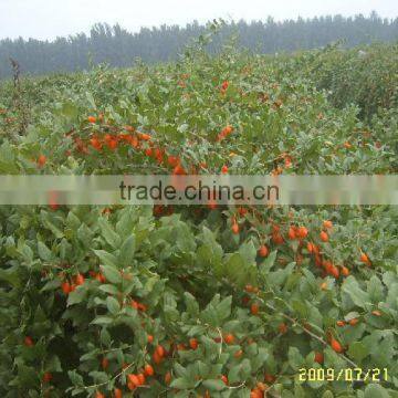 Ningxia Goji Seeds Wolfberry Medlar Seeds For Sowing