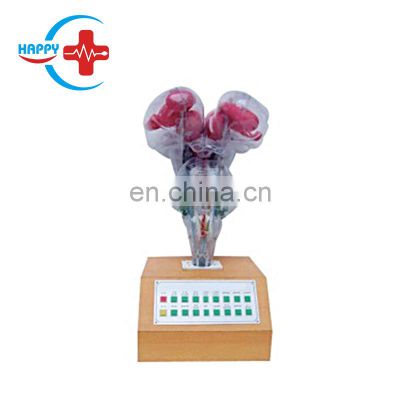 HC-S287 Medical science Electrical brainstem model with voice prompting/Human Brain Model