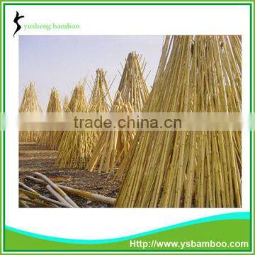 dry bamboo poles