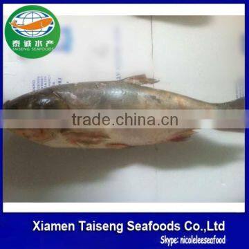 Frozen Fresh Fish Carp Wholesale Price