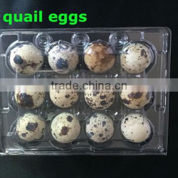12 hole clear PVC quail egg tray for sale