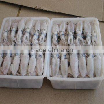 500g BQF Baby squid