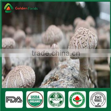 China Wholesale Fresh Dry Sawdust Spawn of Shiitake Mushroom Cultivation