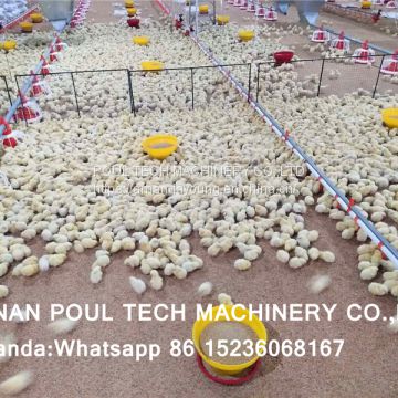 Congo Chicken Shed Broiler Deep Litter System & Broiler Flooring Raising System with Nipple Drinker System & Feeding Pan System