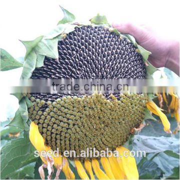 long type bulk organic sunflower seeds S3089