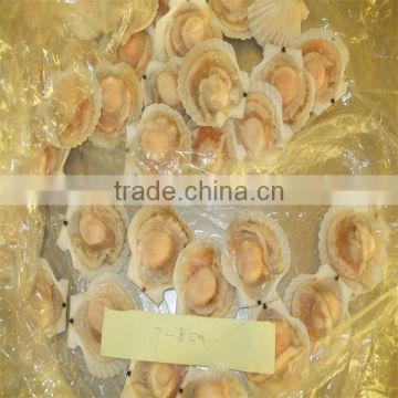 high quality frozen seafood half shell scallop price(7-8cm)