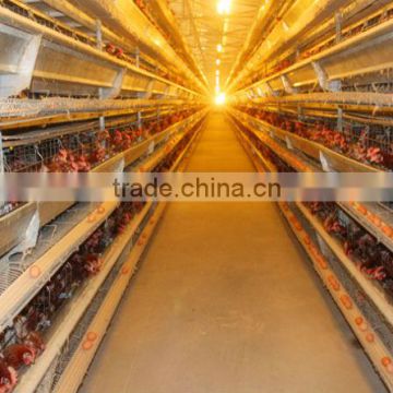 China automotic design H type cage for egg chickens