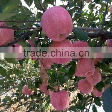 Chinese best quality Yantai Fuji Apple