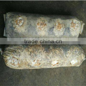 Dried Log Flower Shiitake Mushrooms Logs Whole Low Price For Sale