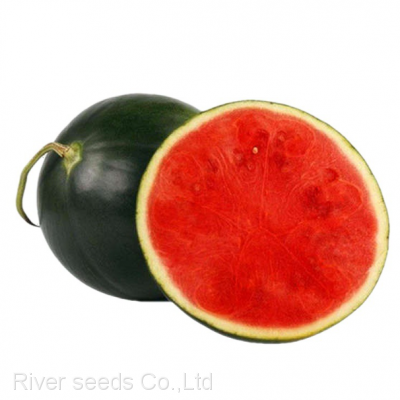 60pcs Good price china black watermelon seeds f1 hybrid seedless watermelon seeds for planting