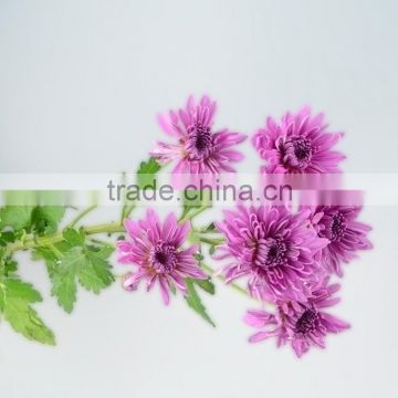 Special classical purple chrysanthemum