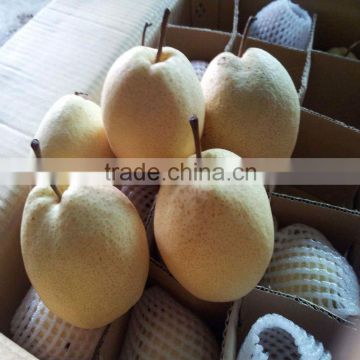 Chinese pear fresh