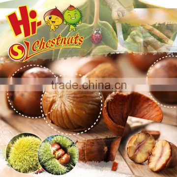 OEM Roasted Ringent Chestnut Oriental Snacks