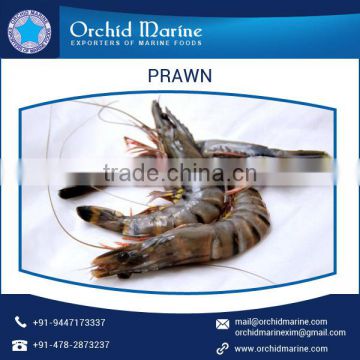 High Protein Content Giant Dried Prawns at Low Market Price