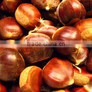 Fresh Raw Chestnuts for sale