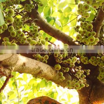 Natural plants Ficus auriculata