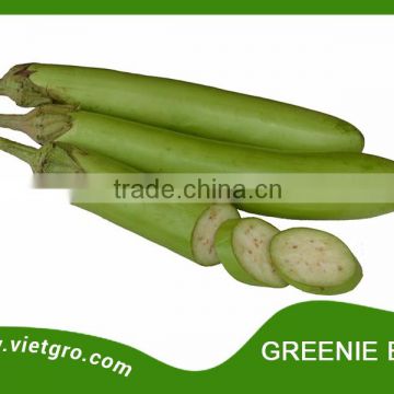 High Yield F1 Hybrid Green Eggplant Seed - GREENIE EGG