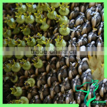 2016 Competitive Price Sunflower Seeds 3939
