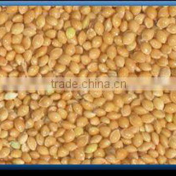 Golden Foxtail Millet