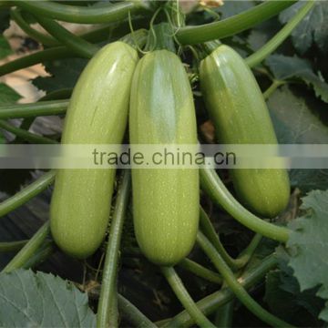 HSQ04 Paishe green F1 hybrid squash/zucchini seeds
