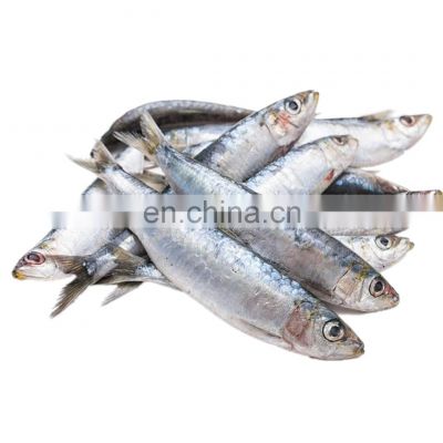 BQF frozen sardine fish frozen sardines for fishing bait sardinella aurita