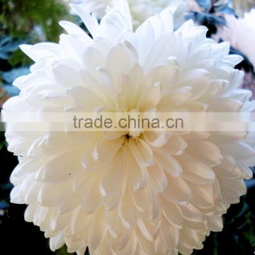 Chrysanthemum Tissue Culture Plants