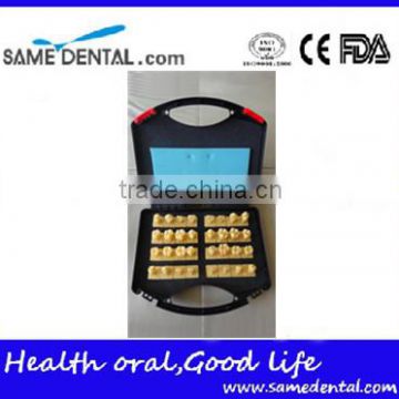 Dental 2 times crown model DEA-44 teeth models