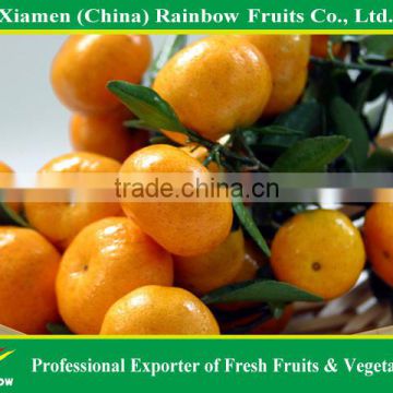 Fresh Nanfeng Baby Mandarin for sell