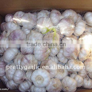 Jining white Garlic new crop!