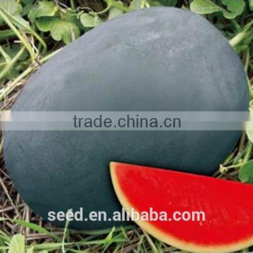 SX No.4 black skin good adaptability seedless watermelon seed